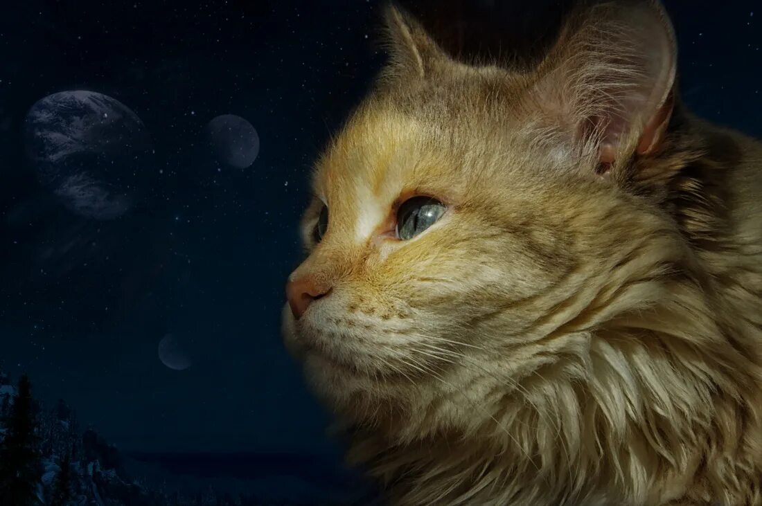 Кот ночью. Ночь улица кот. Ночная кошка. Коты ночью видео. Коты ночью видео.