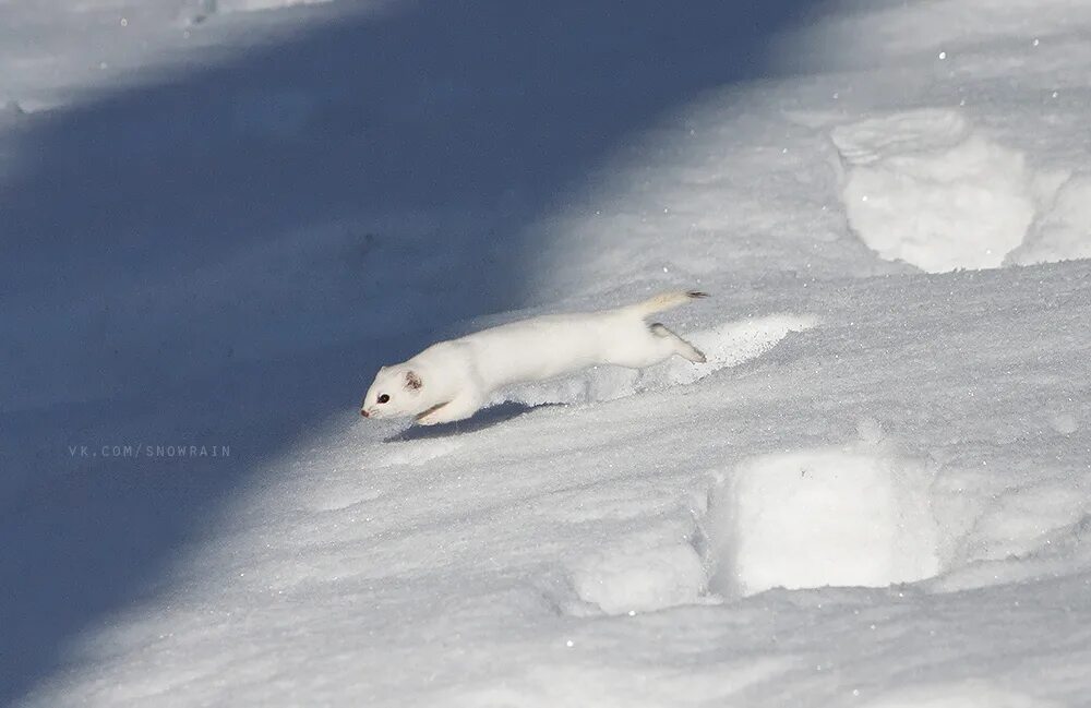 ласка лиски. г лиски турбаза песковатка. база песковатка лиски. песковатка лискинский район турбаза. турбаза лиски.