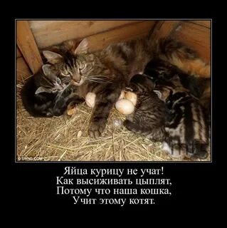 Яйцо курицу не учит в каких ситуациях