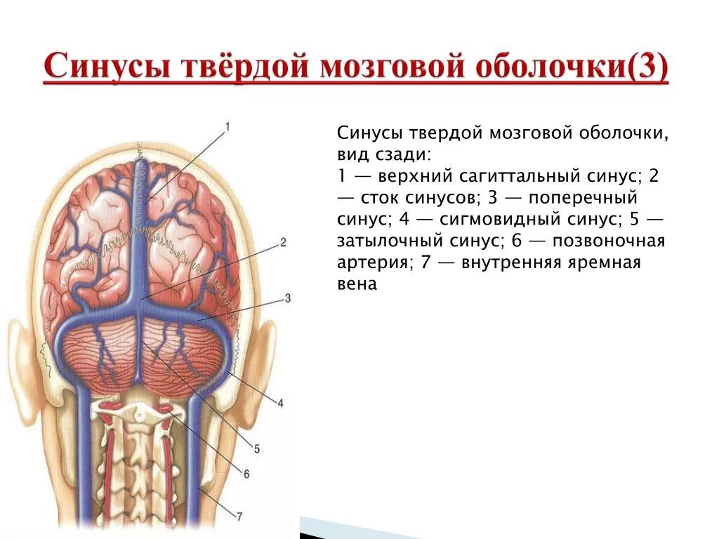 Синус оболочки мозга