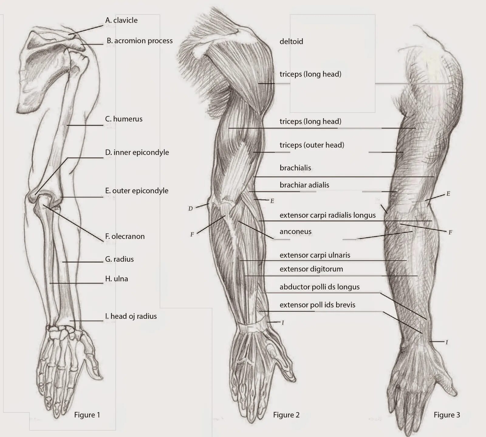 Стороны предплечья. Плечо и предплечье у человека анатомия. Анатомия мышц плеча и предплечья человека. Внутреннее строение предплечья. Предплечье анатомия строение рисунок.