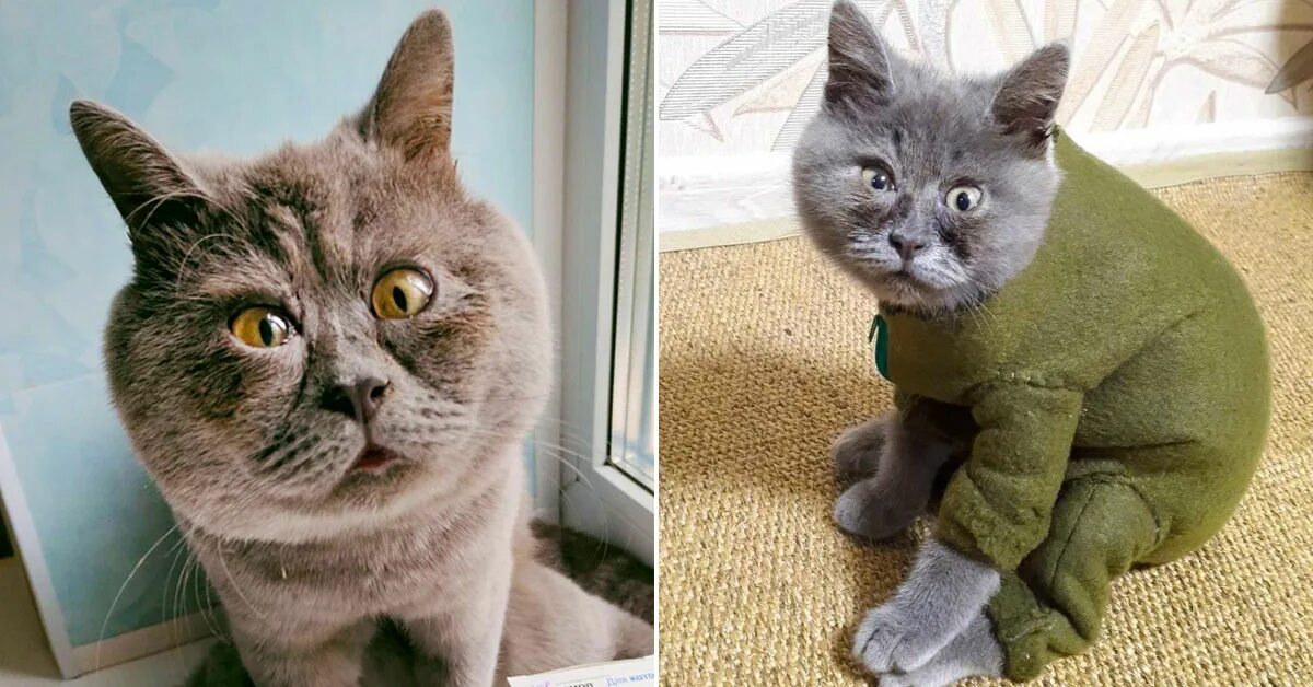 Кот федя из ростова фото косоглазый Ростовский кот Федя покоряет соцсети необычным взглядом ТНВ смотреть видео онл
