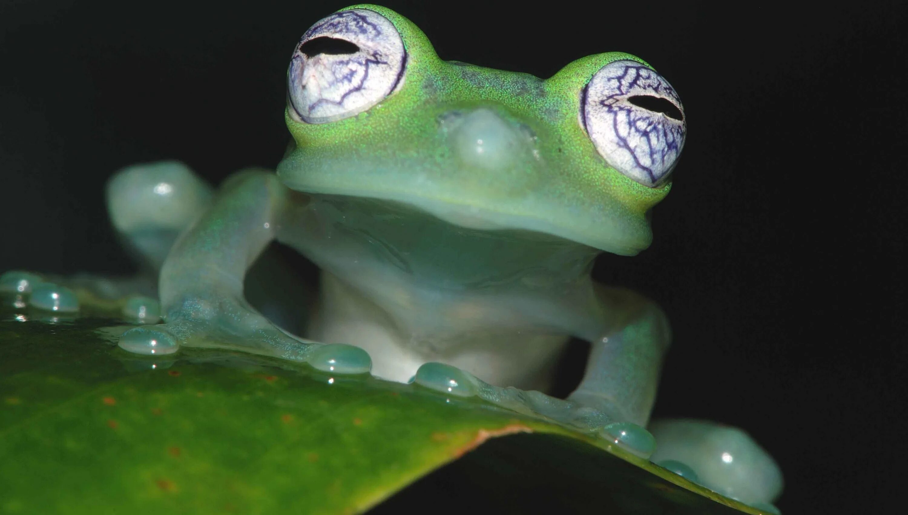 Стеклянная лягушка (Glass Frog). Стеклянная лягушка Флайшмана. Стеклянные лягушки Centrolenidae. Бахромчатая стеклянная лягушка.