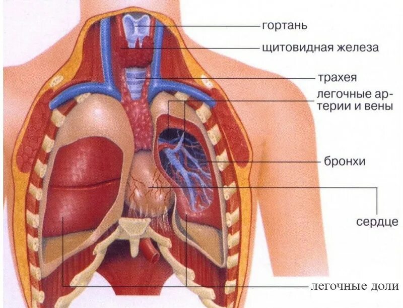 Строение грудной клетки человека внутренние органы. Бронхи и легкие расположение анатомия человека. Анатомия человека грудная клетка внутренние органы. Органов грудной клетки (легкие и органы средостения),. Мужчина справа женщина слева
