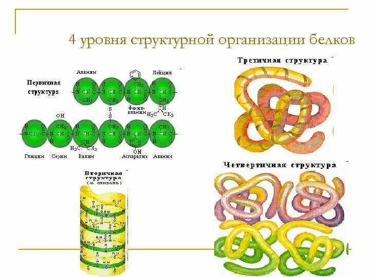 Строение и уровни организации белков. Уровни организации белка таблица. Уровни структурной организации белков. Уровни структурной организации белков химия. 4 организации белка