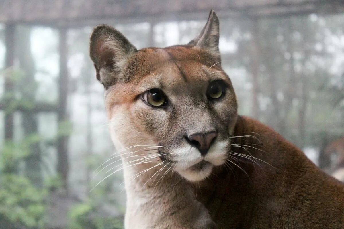 Cougar on the run. Mountain lion, Animals, Pets cats