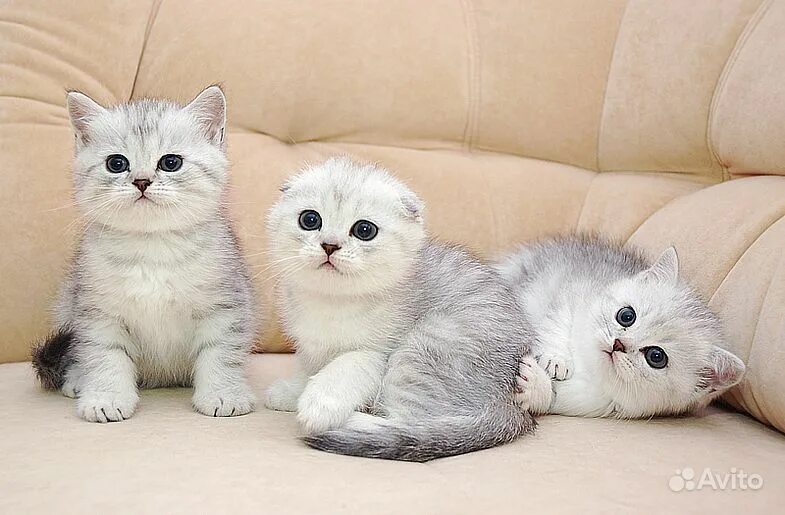 шотландская серебристая шиншилла. скоттиш фолд шиншилла. британская шиншилла серебристая затушеванная. шотландская вислоухая шиншилла котенок. шотландские котята золотая шиншилла.