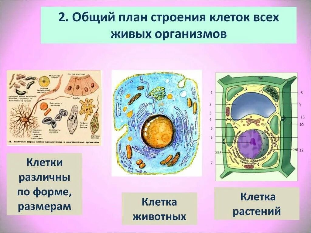 Живые организмы имеют клеточное строение. Строение живой и растительной клетки 5 класс биология. Строение растительной и животной клетки 5 класс биология. Рисунок живой и растительной клетки 5 класс биология. Клетки живых организмов 5 класс биология.