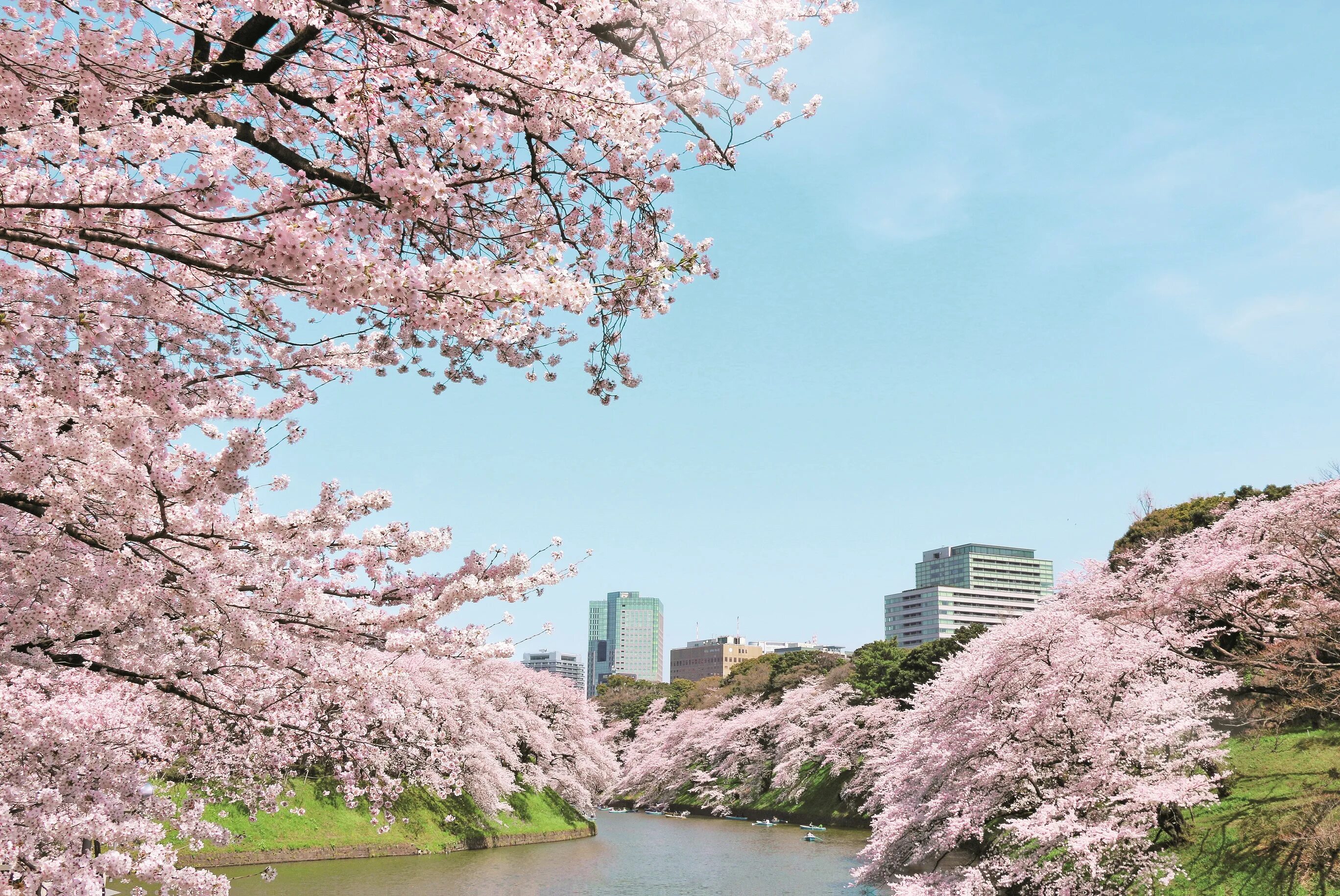 Йокогама Япония цветение Сакуры. Цветение Сакуры в Йокогаме. Йокогама Япония Сакура 4k. Токио Сакура.