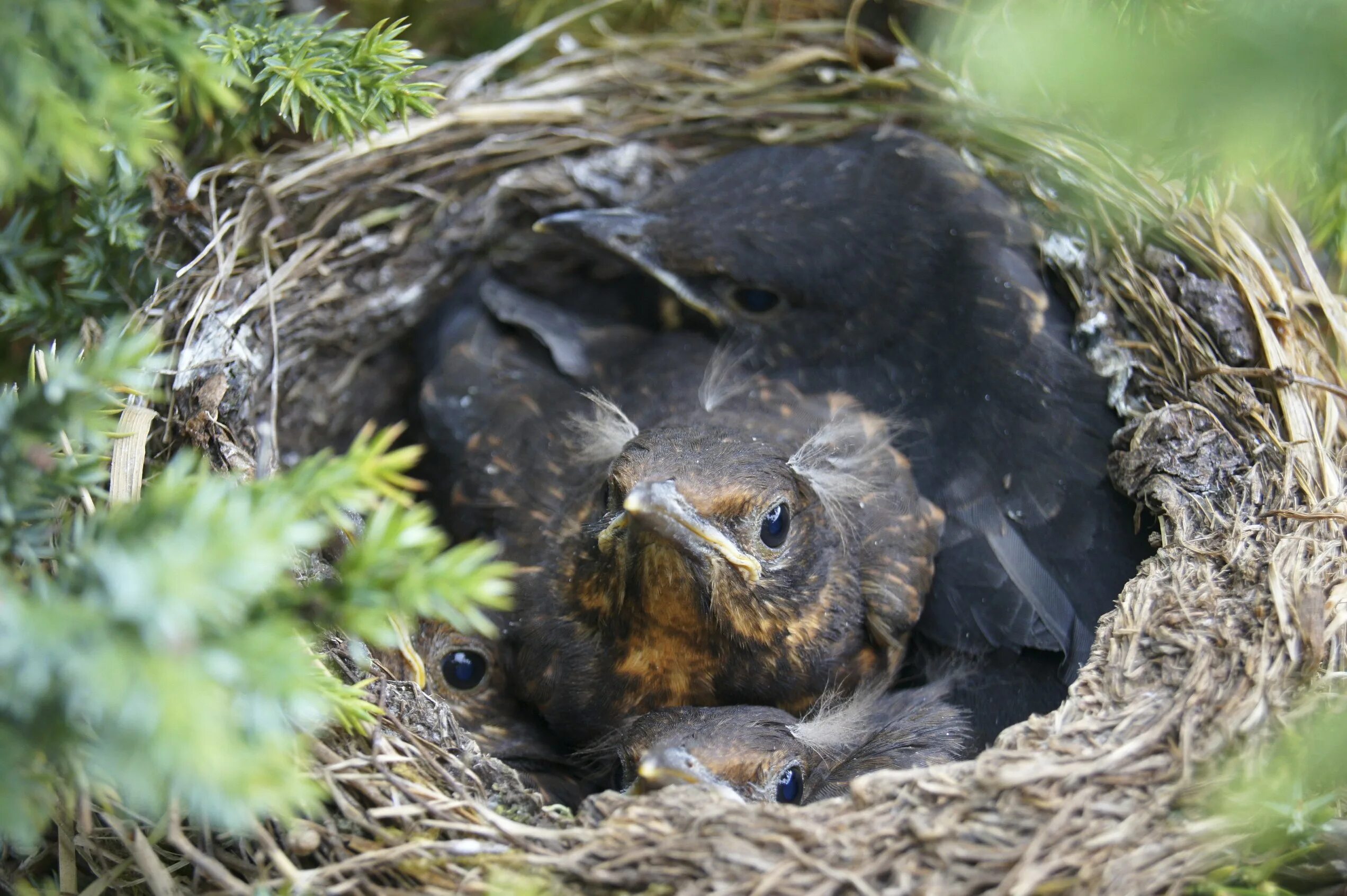 Птенец улетает из гнезда. Гнездо воробья. Счастливое гнездо с птенцами. Улетели птенчики в свои гнезда.