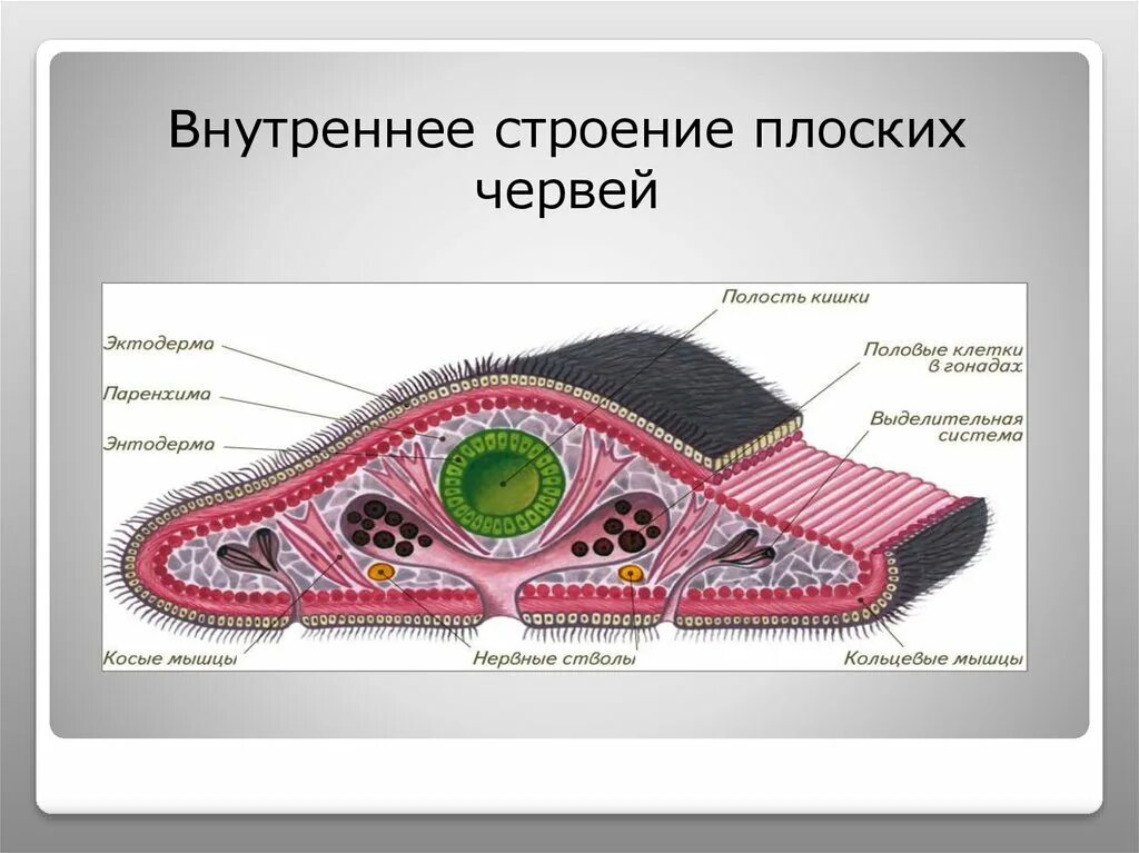 Внутреннее строение плоских. Кожно мускульный мешок паренхима плоские черви. Свободноживущие плоские черви строение. Внутреннее строение ресничных червей. Строение плоских червей паренхима.