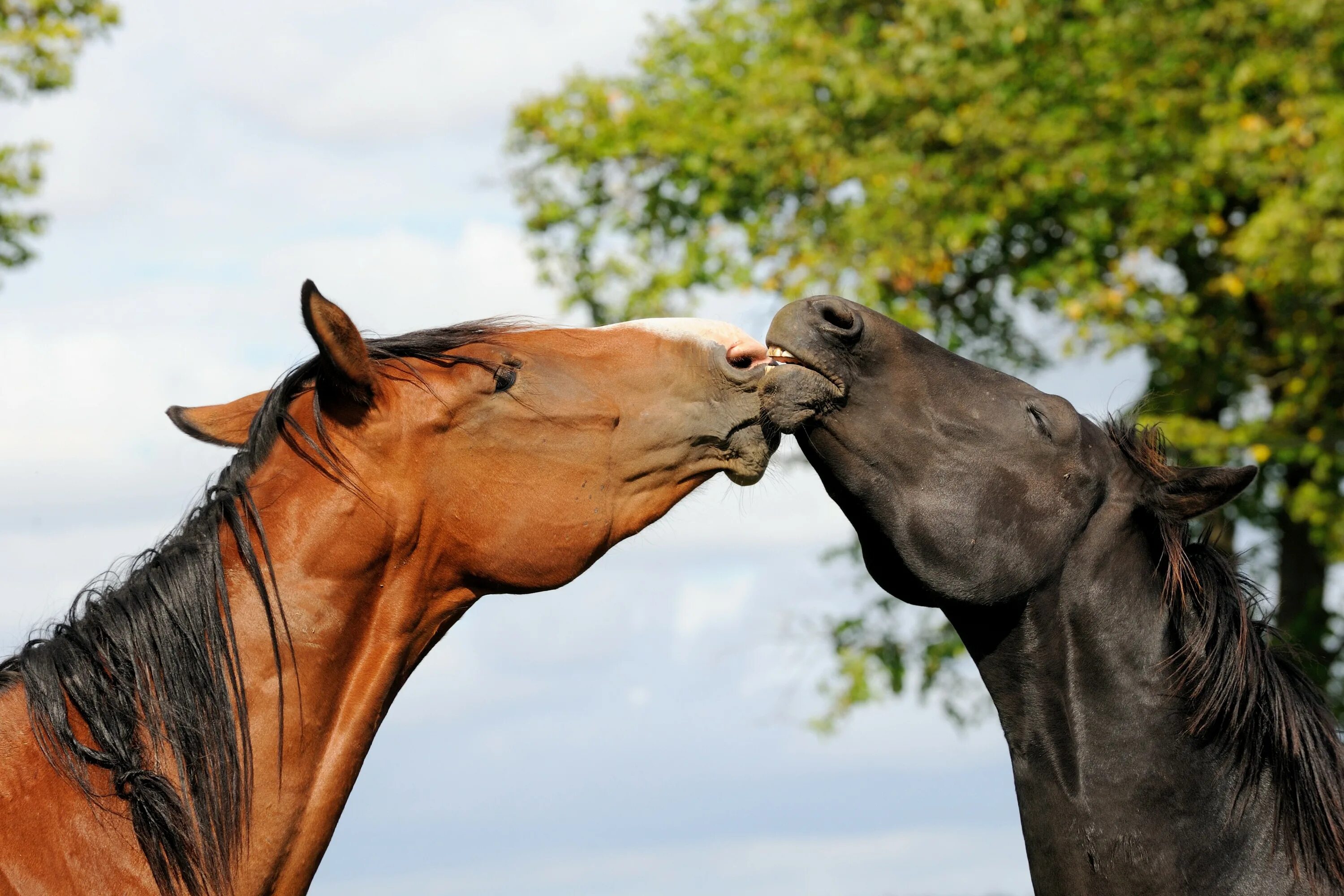 Two horse. Пара лошадей. Две лошади. Красивые лошади. Две лошади любовь.