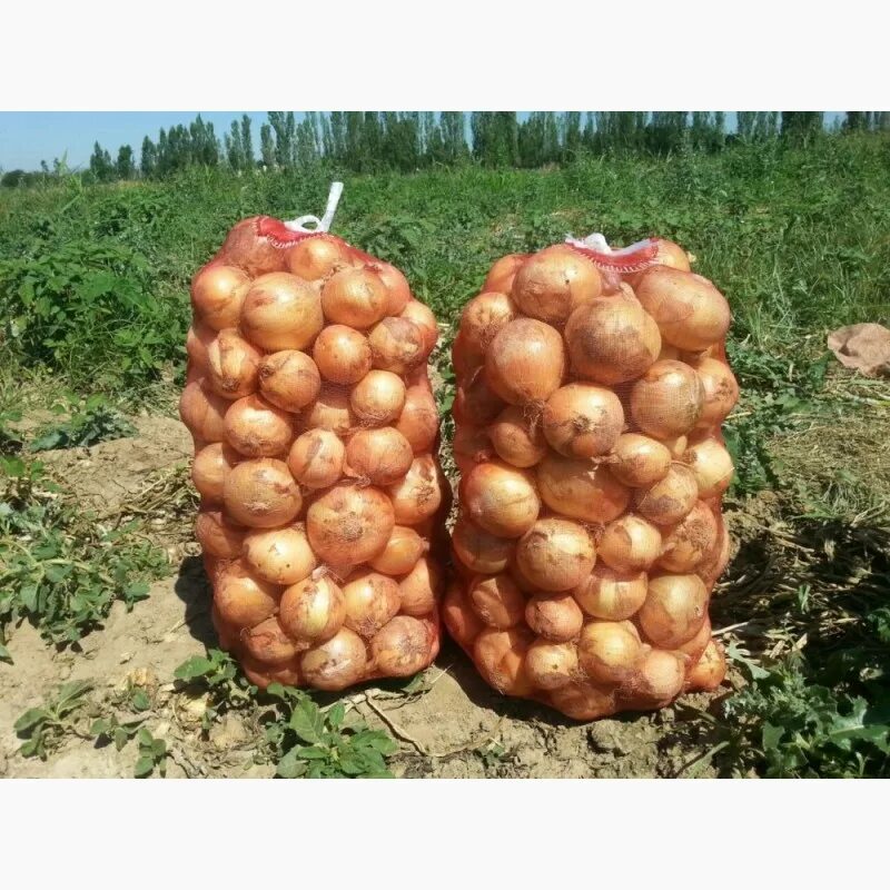 Лук репчатый тюмень. Лук репчатый в сетках 30 кг. лук репка выгодно в сетке. лук репчатый белгородская область. лук репчатый в сетке фото.