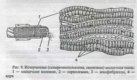 Поперечно исчерченная мышечная ткань