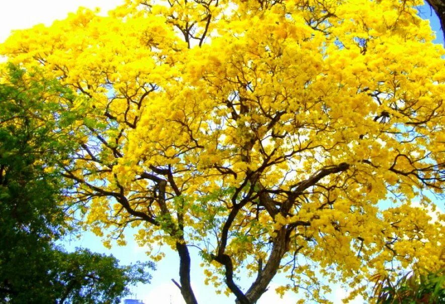 Yellow tree