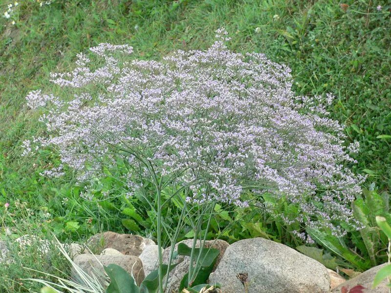 Купить кермек татарский. Кермек плосколистный многолетний. Статица кермек Татарская. Кермек многолетник. Кермек татарский многолетник.