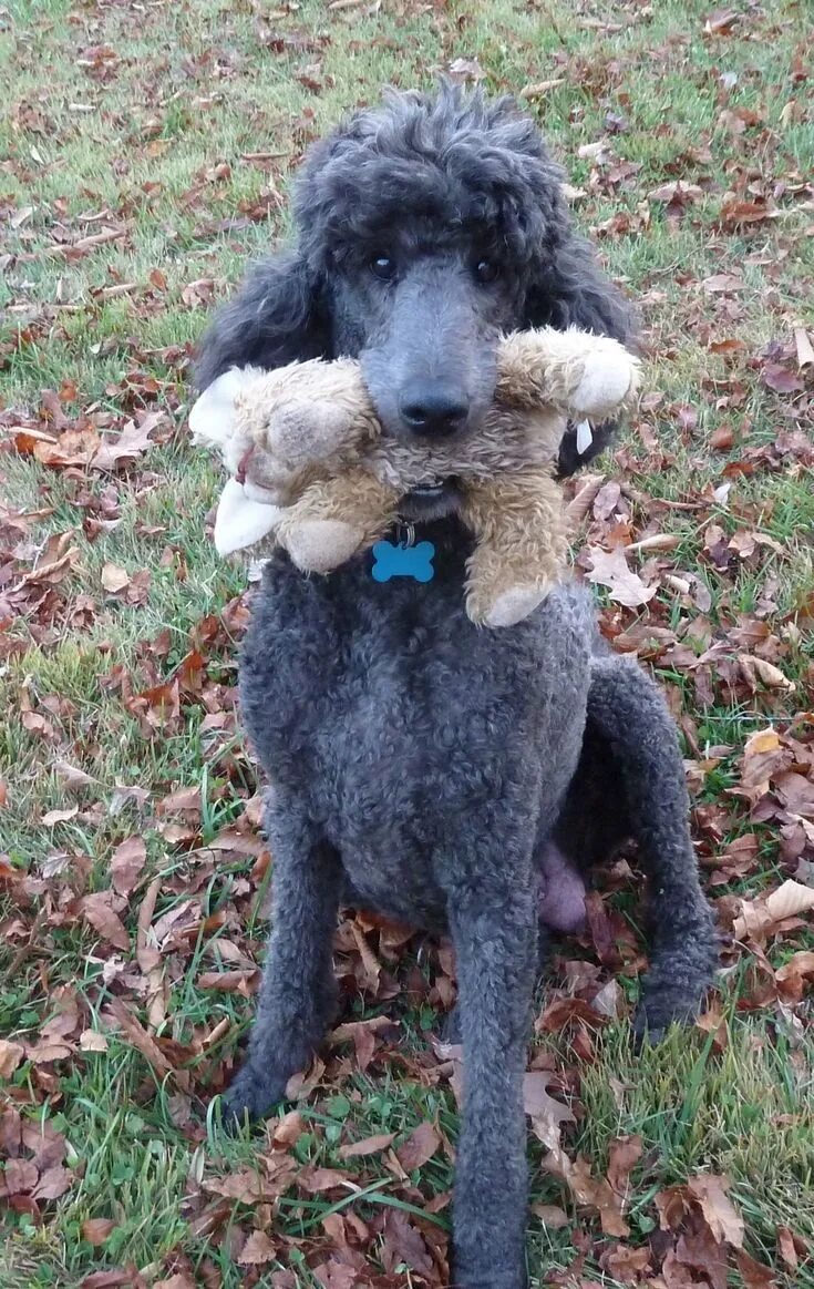 Пудель. Голубой карликовый пудель. Сини пудель. Голубой королевский пудель. Той пудель голубой.