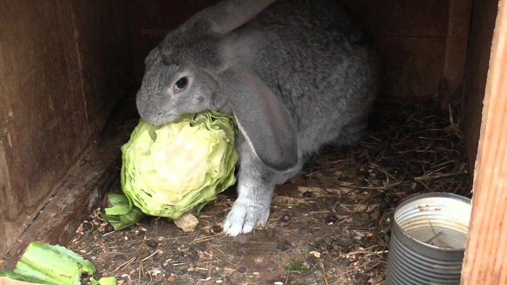 Кролик ест капусту. Заяц с капустой. Кормление кроликов. Еда для кроликов. Можно ли кролику кушать