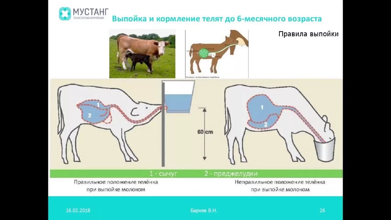 Кормление крупного рогатого скота. Правильная выпойка телят. Схема выпойки телят. Схема выпойки телят молоком.