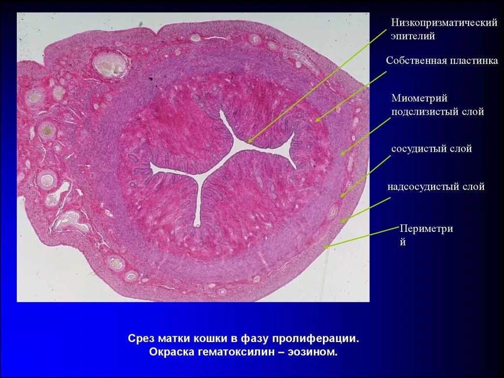 Слизистая стенок матки. Матка окраска гематоксилин эозин. Окраска гематоксилин-эозином в гистологии. Матка гематоксилин эозин. Препарат «матка». Окраска гематоксилином и эозином.