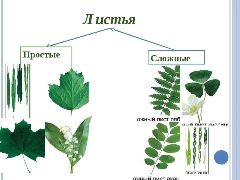 Простые листья могут быть. Сложные листья. Простые и сложные листья. Растения со сложными листьями. Простые и сложные листья схема.