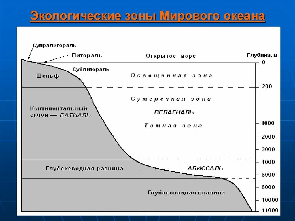 Географические зоны океана. Литораль Батиаль абиссаль. Экологические зоны мирового океана. Экологические зоны мирового океана схема. Зоны бентали и пелагиали мирового океана.