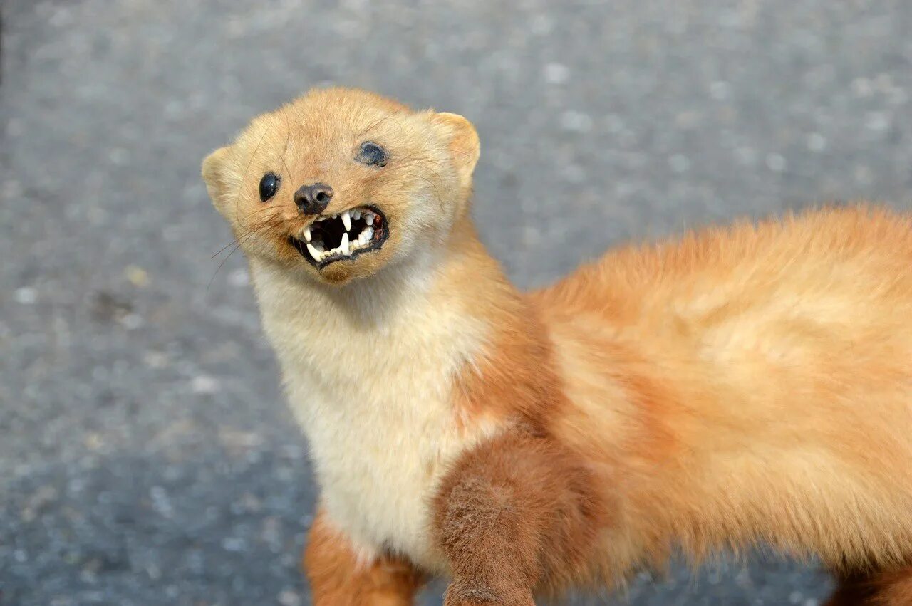 Горностай (mustela erminea). Горностай (mustela erminea). Сибирский горностай. Ласка mustela nivalis linnaeus, 1766 ареал. Норка зверек.