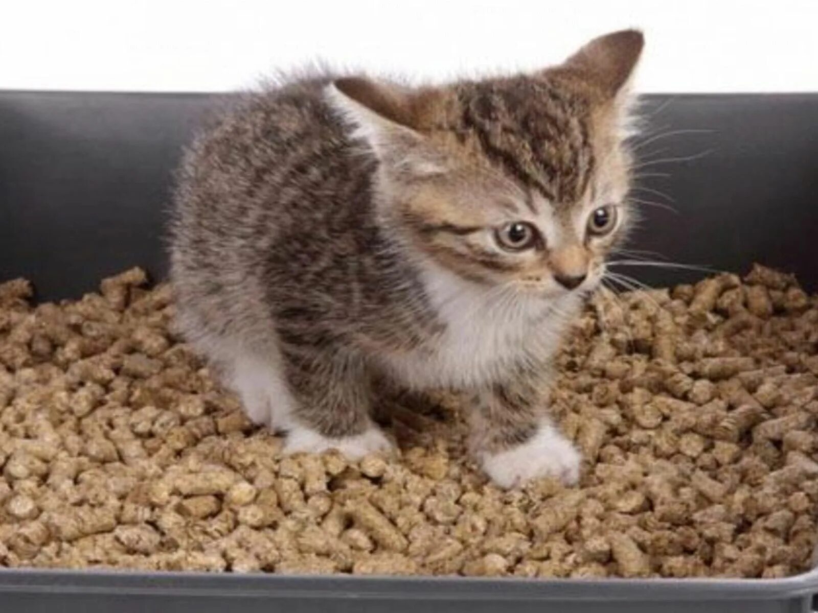 Как приучить котенка к лежанке