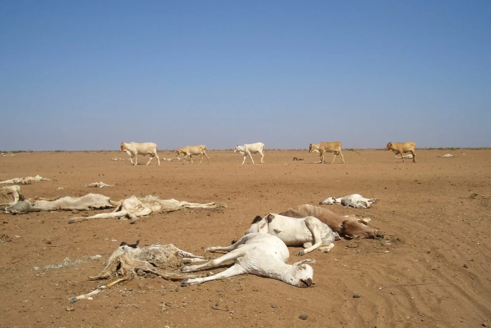 Засуха животные. Засуха. Засыха в пустыне. Опустынивание земель в Африке.