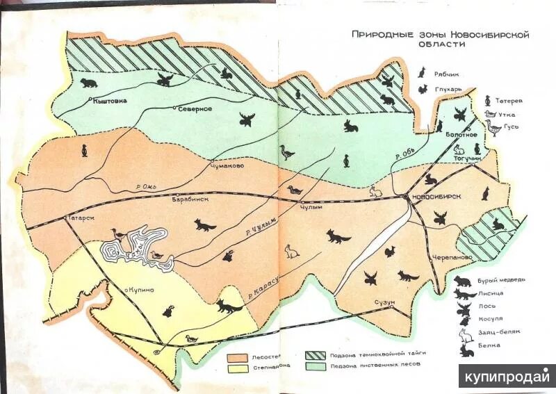 В какой природной зоне находится новосибирская. Карта природных зон Новосибирской области. Природные зоны НСО карта. Карта природных зоны Новосибирской обл. Карта природные зоны Новосибирской области карта.