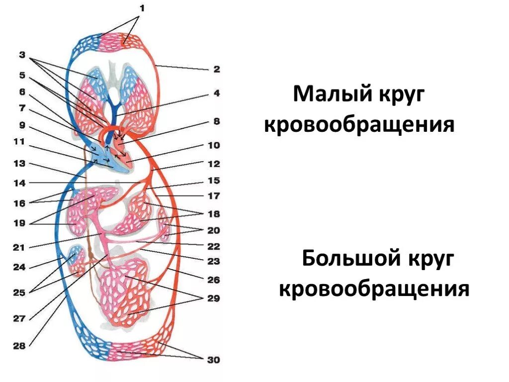 Средний круг кровообращения. Малый и большой круг кровообращения человека схема. Малый круг кровообращения схема сердца. Сердце человека малый круг кровообращения. Большой и малый круг кровообращения схема анатомия.