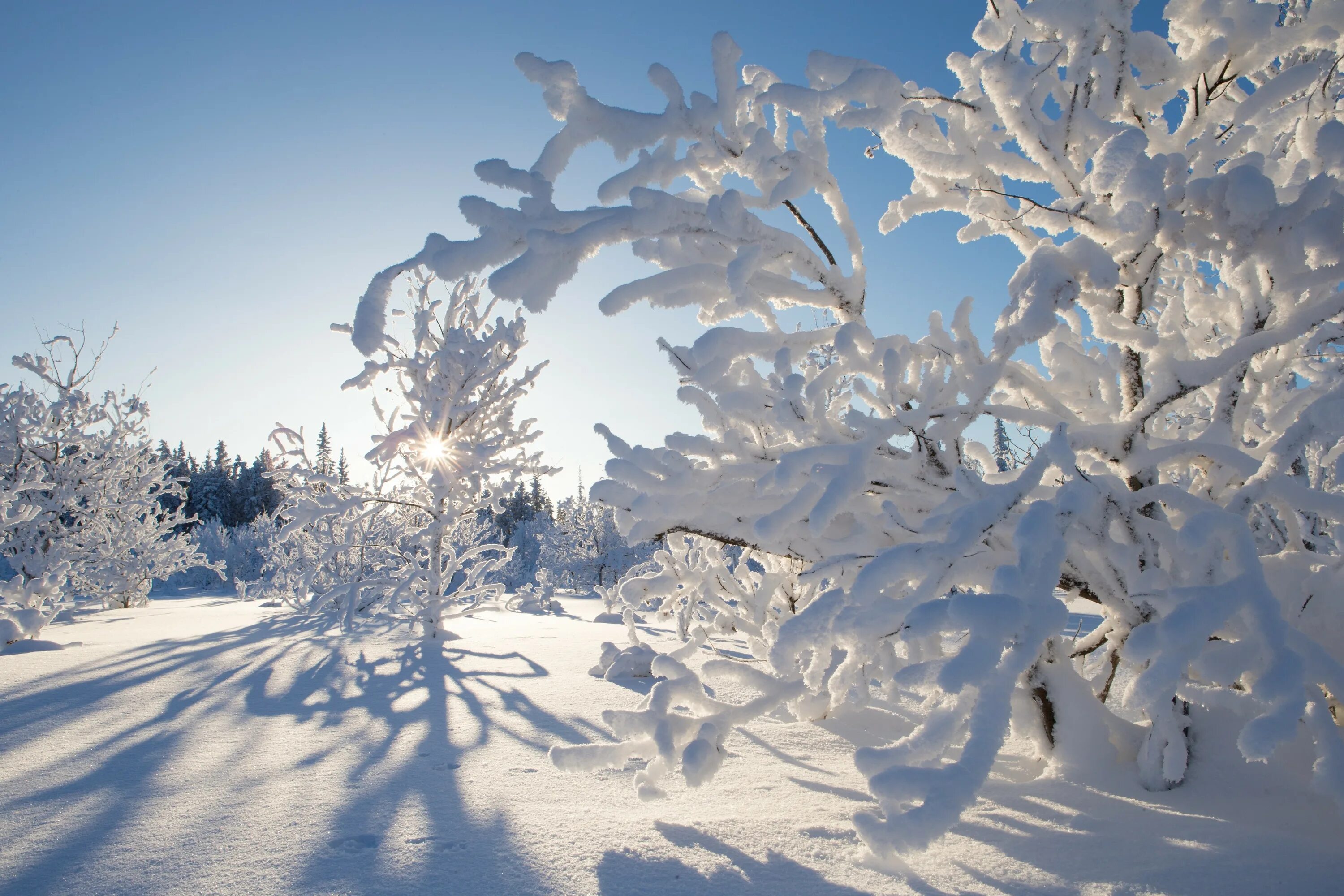 Снежный день на русском. Зима снег. Деревья в снегу. Красивая зима. Зимнее дерево.