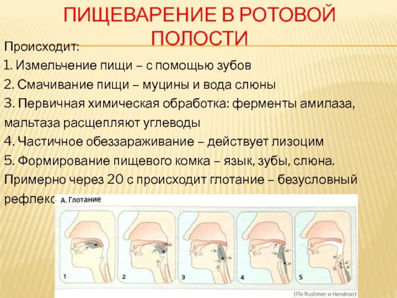 Смачивание пищи слюной. Пищеварение в ротовой полости зубы. Формирование пищевого комка в ротовой полости. Измельчение пищи в ротовой полости. В ротовой полости пища измельчается.