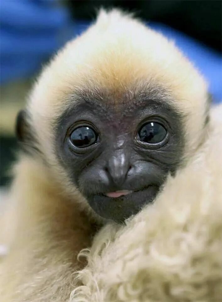 How adorable