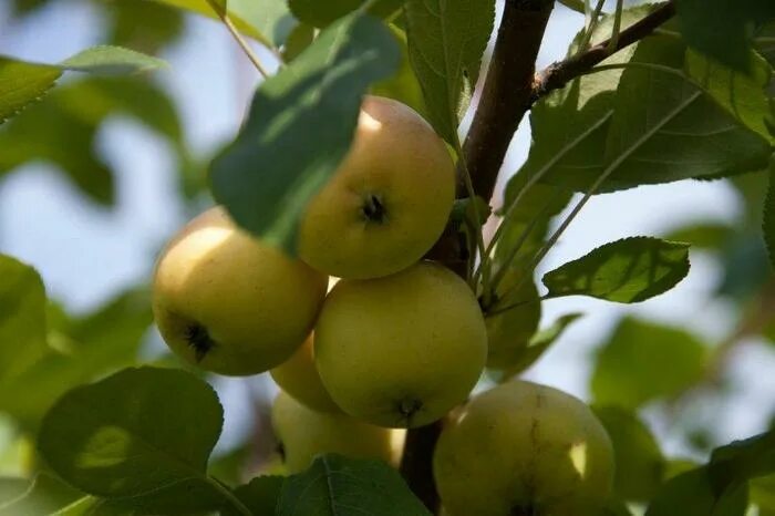 Саженец яблони сорт "Золотой ранет" (ID# 111067494), цена: 20 руб., купить на De