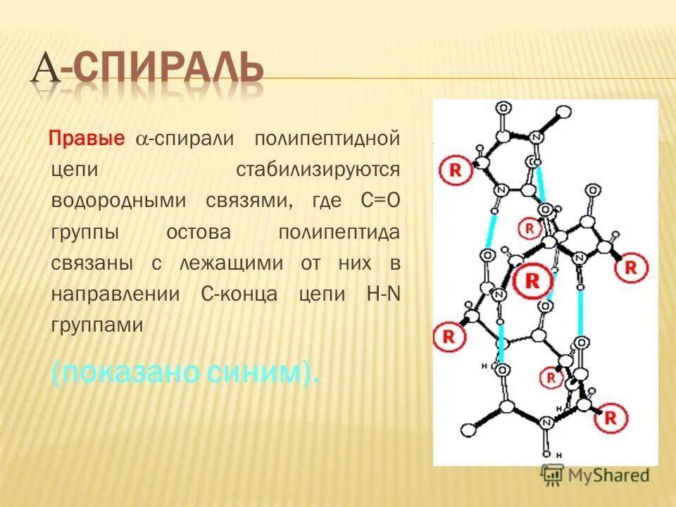 Полипептидная связь белка. Полипептидная цепь. Пролин в полипептидной цепи. Водородные связи аминокислот. N конец полипептидной цепи.