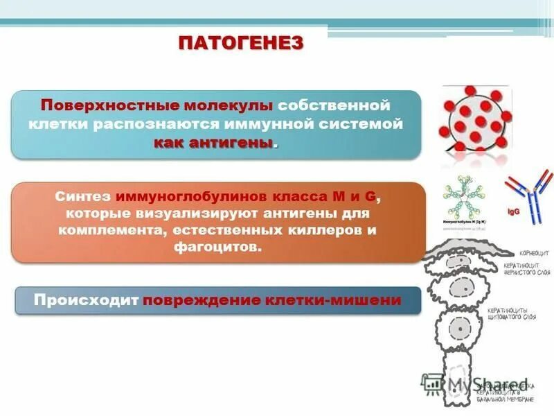 Синтез иммуноглобулинов. Дефицит иммуноглобулина а.