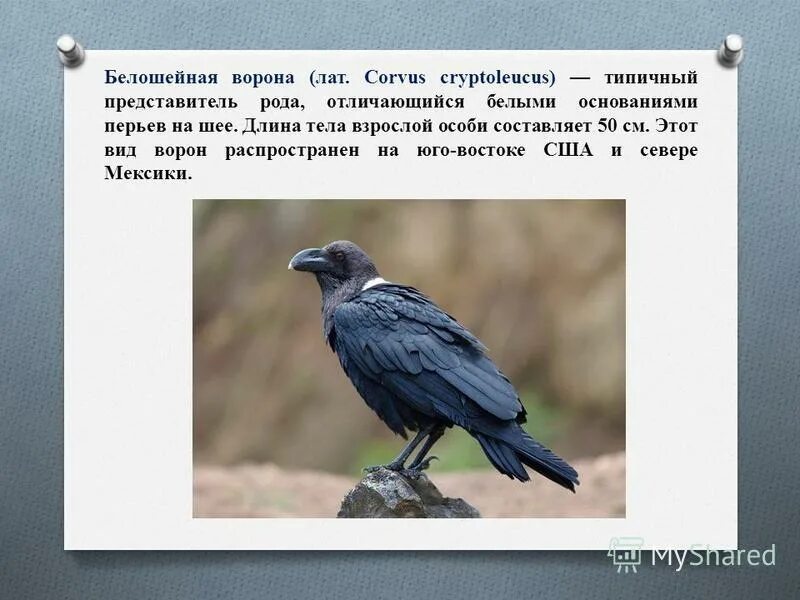 Семейство вороновых 5 букв. Птицы семейства вороновых. Белошейная ворона. Редкий вид ворон.