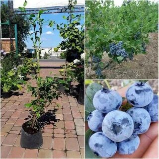 Какой сорт голубики лучше посадить