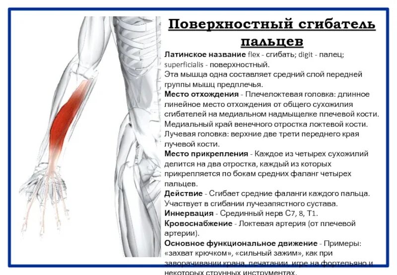 Сгибатель латынь. Поверхностный сгибатель пальцев мышца. Круглый пронатор мышца предплечья. Поверхностный сгибатель пальцев мышца функции. Лучевой сгибатель запястья мышца.