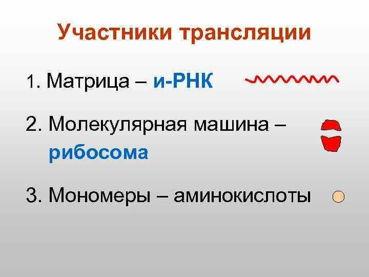 В трансляции принимает участие. Матрица трансляции. Участники трансляции. Матрица для трансляции РНК. Мономеры трансляции.