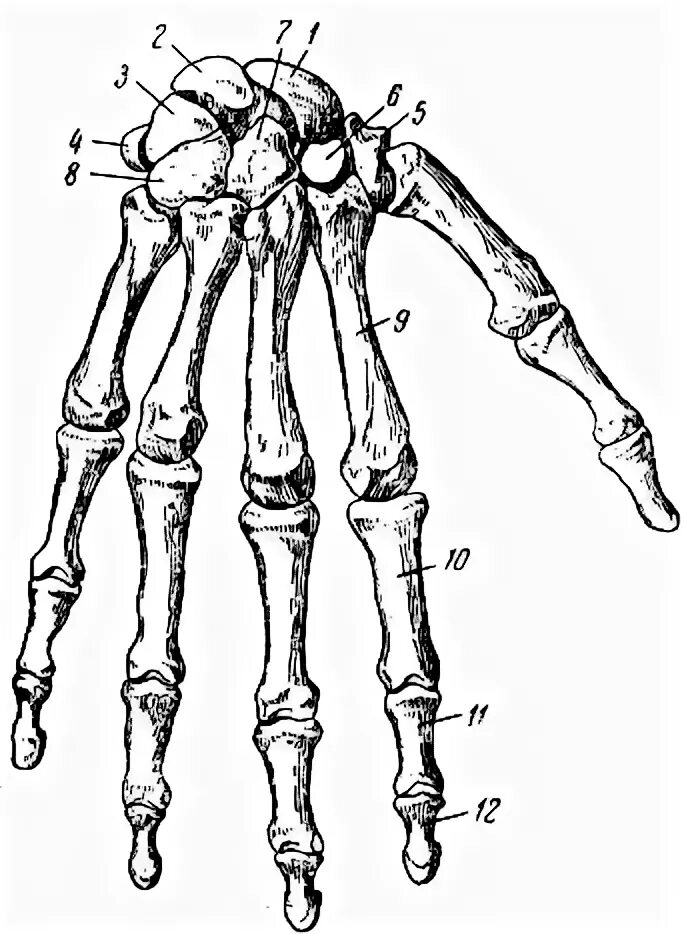 Кости верхней конечности анатомия кисть. Анатомия кисти Остеология. Остеология верхней конечности.