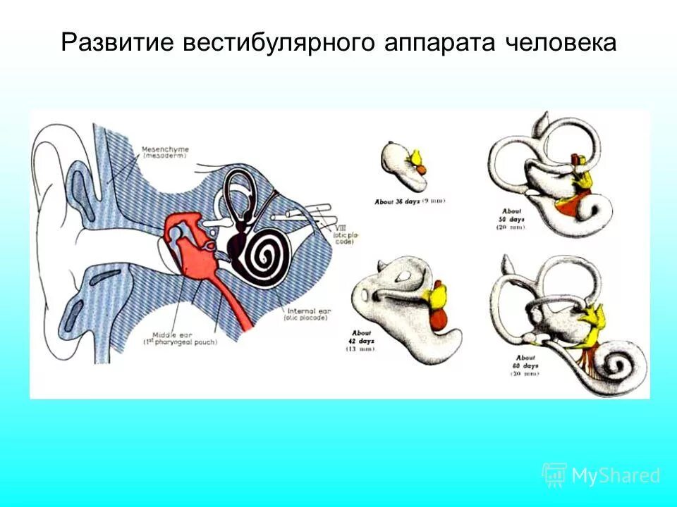 Как работает вестибулярный аппарат