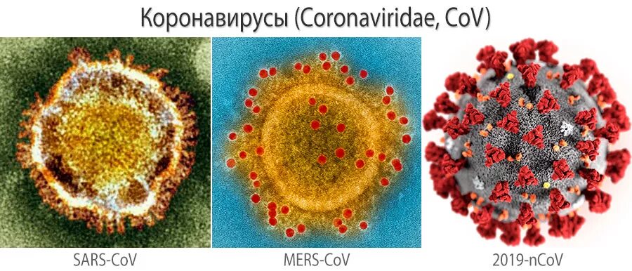Коронавирусструктура вирус. Коронавирус строение вируса. Коронавирус SARS-cov-2. Штаммы коронавируса строение. Ковид 2 вирус