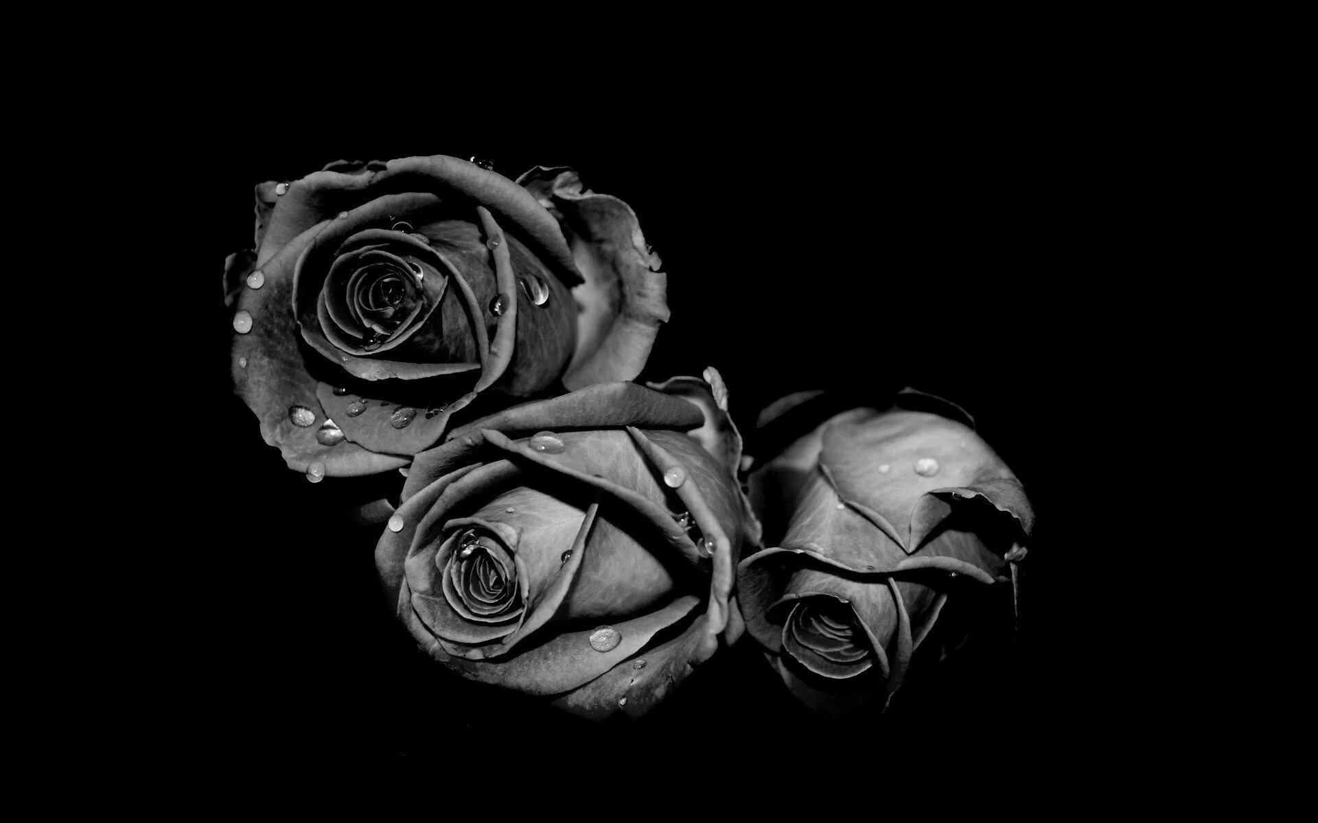 Изображения на черном фоне. Розы на темном фоне. Черная картинка. Черный фон картинка. Цветы на темном фоне.