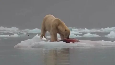 Есть мясо белого медведя
