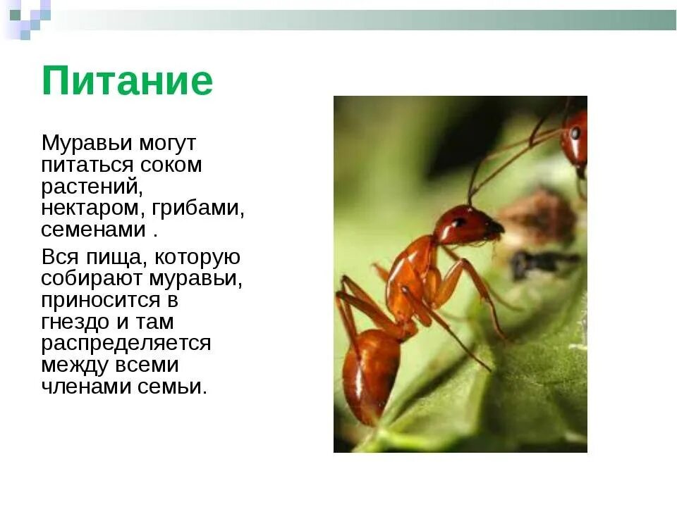 Доклад о муравьях 3 класс. Доклад про муравьев 3 класс окружающий мир. Муравьи описание 2 класс окружающий мир. Описание муравья.