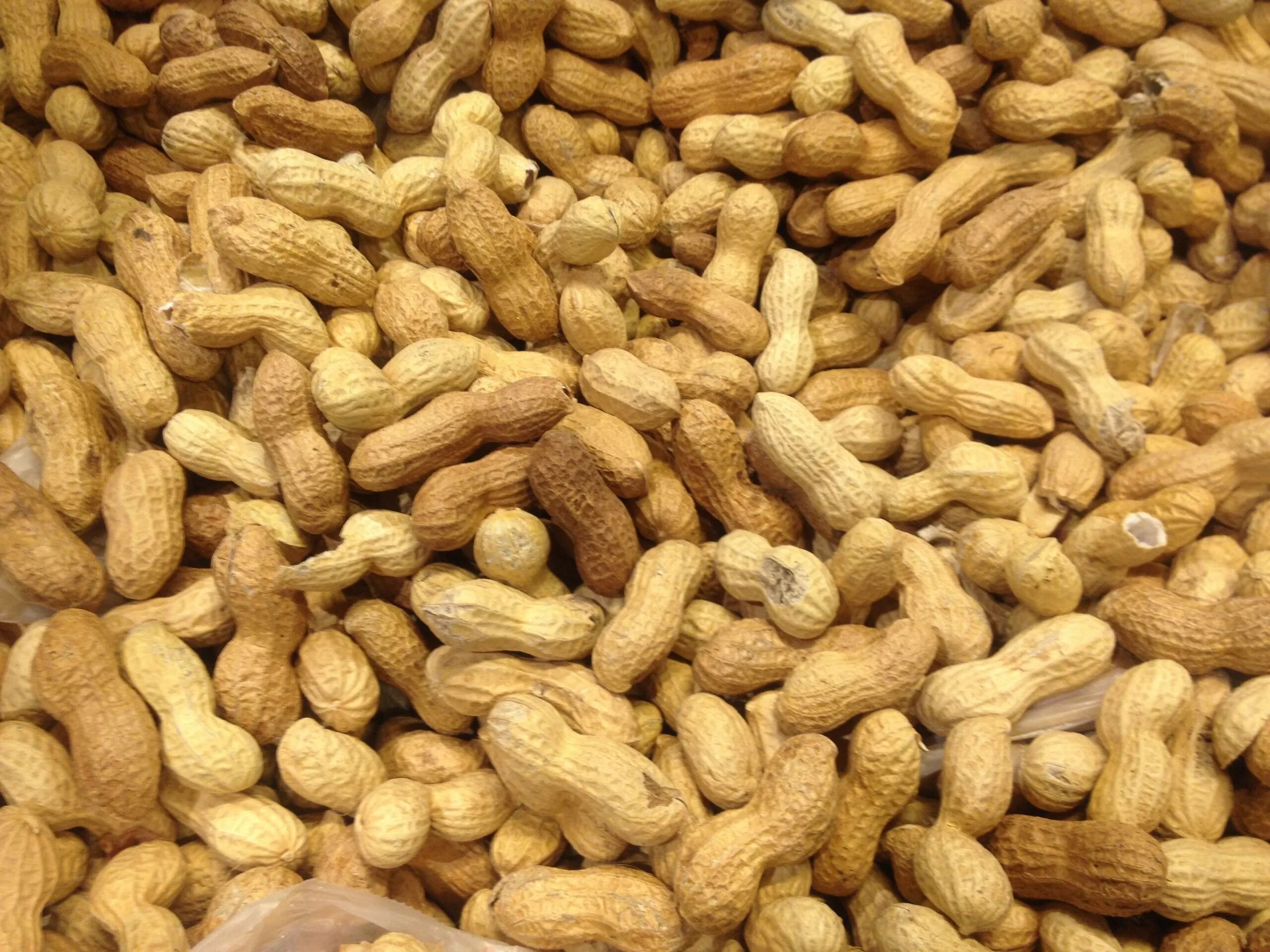 Соя и арахис. Соя и арахис. Арахис в южной америке. Арахис сорт вирджиния. Китайский арахис.