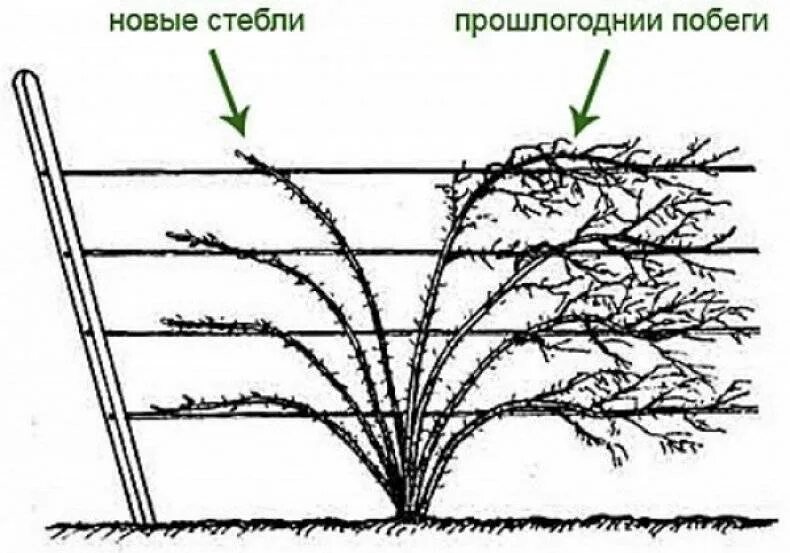 Ежевика Торнфри подвязка. Формировка ежевики на шпалере. Формировка ежевики бесшипной. Формировка куста ежевики. Ежемалина посадка и уход в открытом грунте