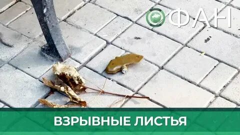 Лепесток взрывное устройство фото